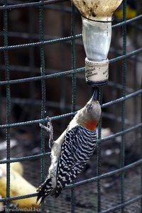 Rotkappenspecht (Melanerpes rubricapillus), Red Crowned Woodpecker 
