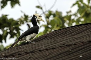 Orient-Hornvogel auf dem Dach der Lodge