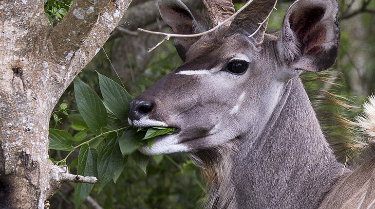 Kudu im iSimangaliso Wetland Park von St. Lucia