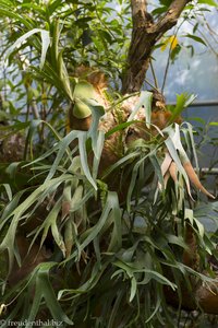 Geweihfarne (Platycerium) im Exotic Hallim Park