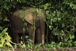 Im Wald steht eine ganze Herde an Borneo-Elefanten
