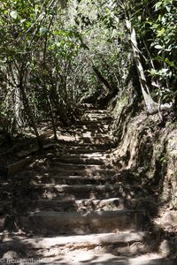 Wege durch den Dschungel in der Sierra Maestra