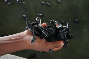 eine Hand voll Schildkröten-Babys