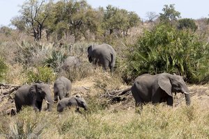 Elefanten beim Shisha-Wes