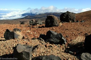 Teide Eier am Teide-Vulkan