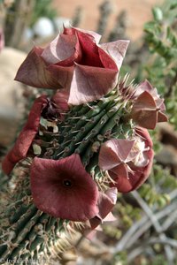 blühender Kaktus im Garten der Namib Desert Lodge