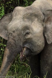 Borneo-Elefantendame beim Fressen