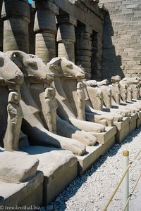 Sphingen beim Tempel von Karnak