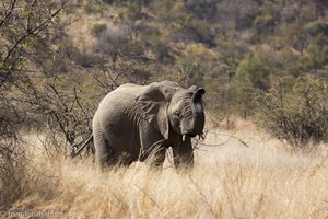 junger Elefant in Pilanesberg