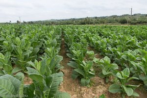 Tabakplantage bei Las Ovas nahe Pinar del Rio