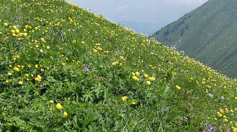 Trollblumenwiese zwischen Fellhorn und Kanzelwand