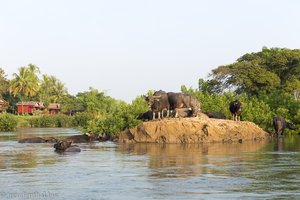 Wasserbüffel im Mekong