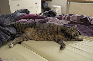 Nur Katze Minka kann im Bett ausschlafen.