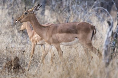Impala im Bushveld von Südafrika