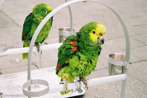 Strubbel-Papagei auf dem Vogelmarkt von Kowloon