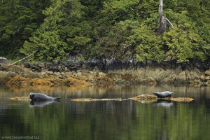 Robben beim Clayoquot Sound