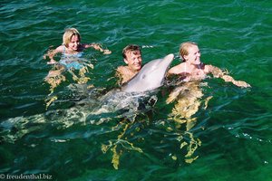 Schwimmen mit Delfinen bei Kuba