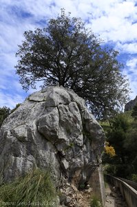 Baum, der auf und durch einen Felsen wächst