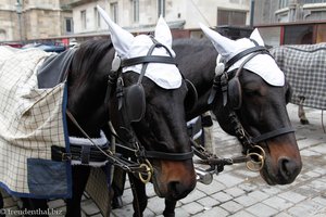Fiaker-Pferde in Wien