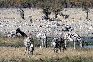 Burchell-Zebras