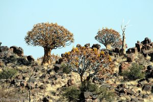 Köcherbaumwälder stehen in Namibia unter Naturschutz
