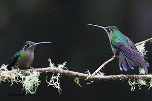 Zwei Kolibris bei der Paraíso Quetzal Lodge