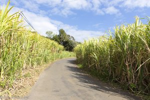 Zuckerrohrfelder auf La Réunion