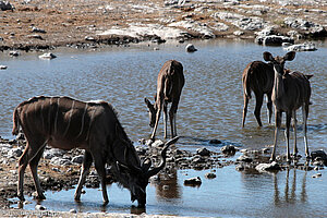 Kudu Antilopen beim Camp Halali