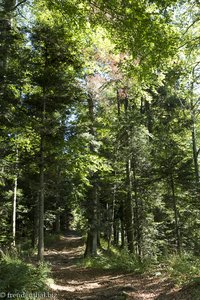 Im Wald bei der Riedholzer Kugel