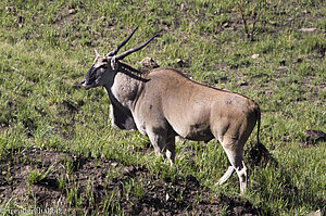 Elenantilope im Royal Natal Nationalpark