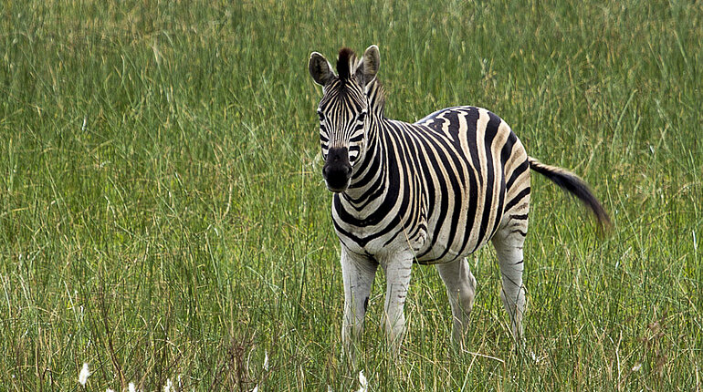 Zebra im iSimangaliso Wetland Park von St. Lucia