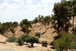 Olivenplantage zwischen Rabat und Meknes