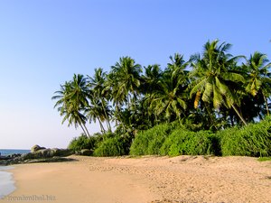 Kokospalmen am Strand bei Ahungalla