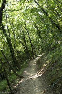 Slowenisches Istrien - Wanderung durch den Wald