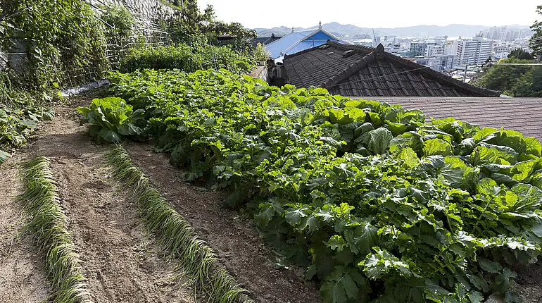 Gemüsegarten im Seongjingol Mural Village