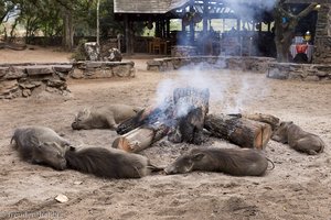 Warzenschweine übernachten in Swasiland am warmen Feuer