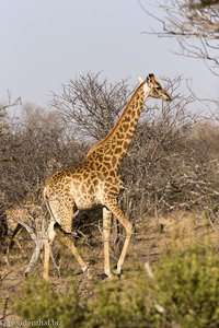 Giraffe im Shona Langa Resort