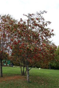 Herbstliche Pracht eines Sorbus bei Kolomenskoje