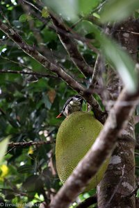 Seychellen-Bülbül auf einer Jackfrucht