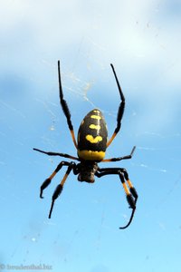 Kapverdische Spinne auf der Tour zum Poilon