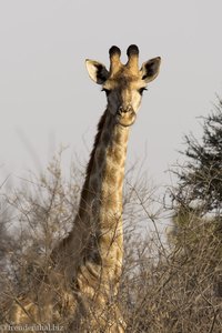 oberer Teil einer Giraffe im Bushveld