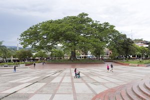 Der große Feigenbaum von Timana in Kolumbien.