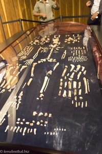 Skelett eines Homo naledi im Visitor Center von Morapeng