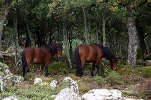 Giara-Pferde - Wildpferde auf Sardinien