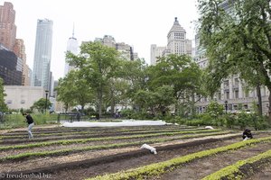 Battery Urban Farm - der Schülergarten von New York