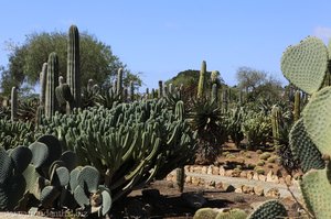 Blick über die Kakteenvielfalt im Botanicactus