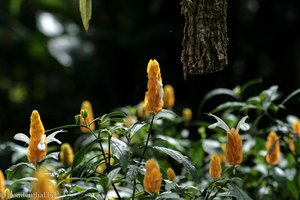 Zierhopfen (Beloperone guttata) im Spirogyra-Schmetterlingsgarten