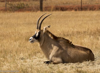 Roan-Antilope im Mlilwane Wildlife Sanctuary, Eswatini
