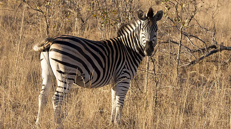 Zebra im Krüger Nationalpark