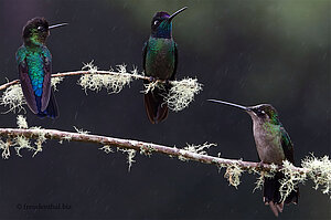 Kolibris versammeln sich auf einem Ast